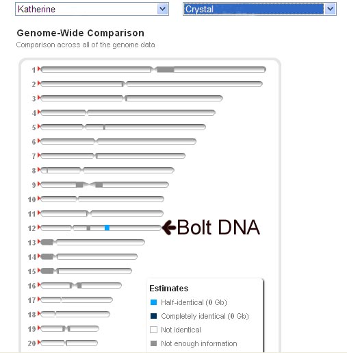 Autosomal Bolt DNA Match